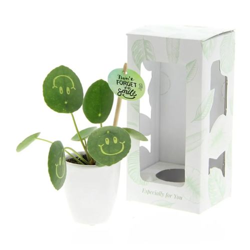 Smylieplant keramieken pot - Afbeelding 3